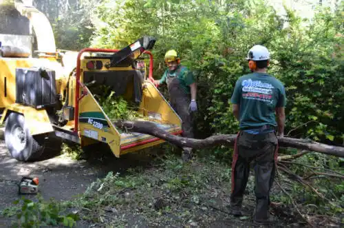 tree services Tampico